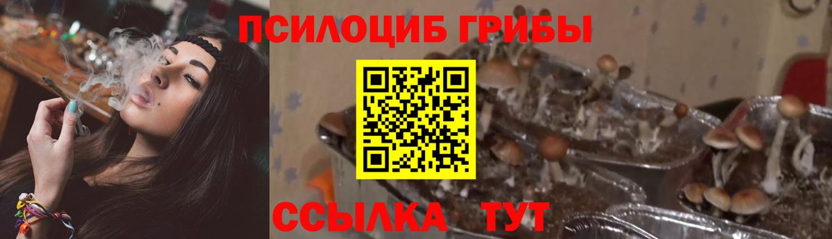 Галлюциногенные грибы MAGIC MUSHROOMS  Псилоцибиновые грибы мицелий  Вход с VPN  купить  цена  Россия 